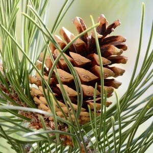 한계령웰빙,[한계령웰빙] 국산 잣 황잣 백잣